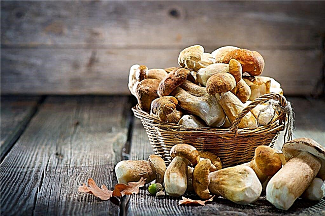 June harvest of mushrooms in the Moscow region