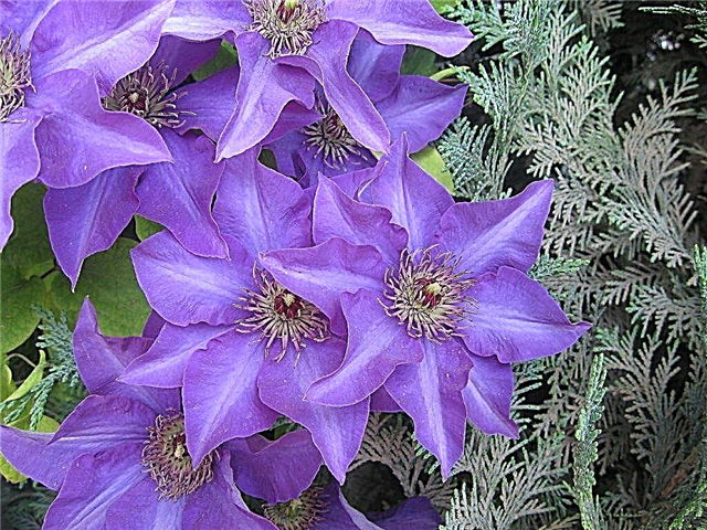 Reproduction of clematis - how to carry out the procedure at home