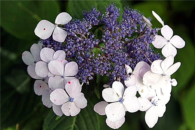 Hydrangea serrata - Beschreibung der Pflanze