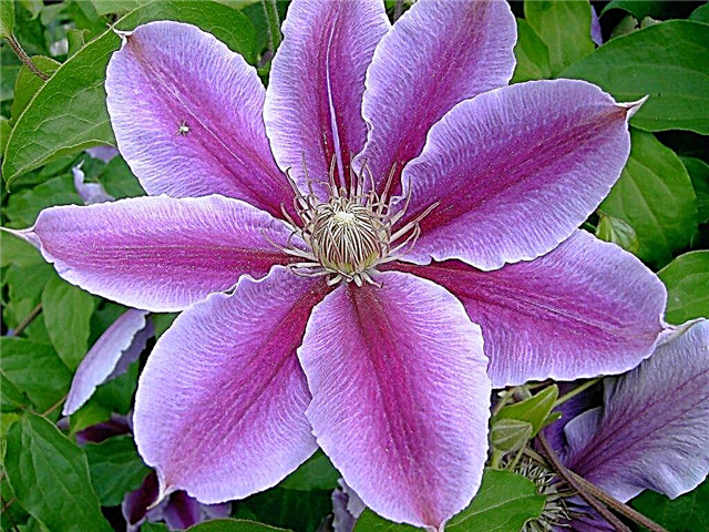 Clematis trimming groups - schemes and rules