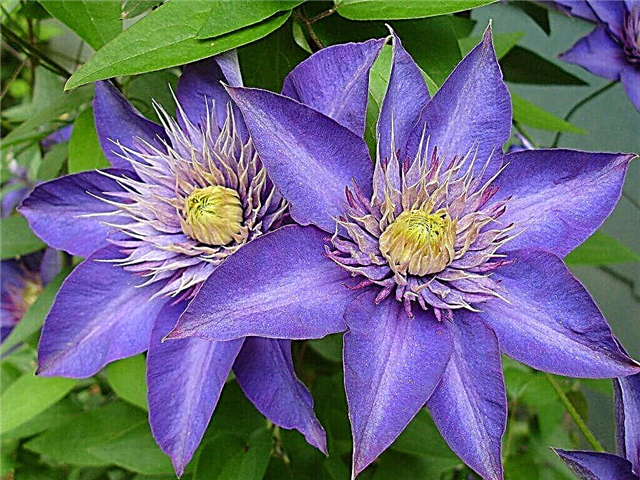 Clematis pruning rules - gardener recommendations