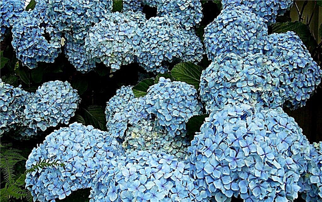 Hydrangea breeding rules - schemes and recommendations