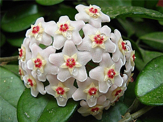 Exotic Hoya flower - description of the plant