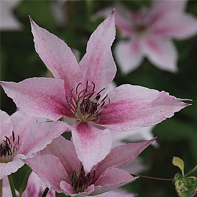Clematis Pink Fantasy: reglas para cuidar una liana en flor