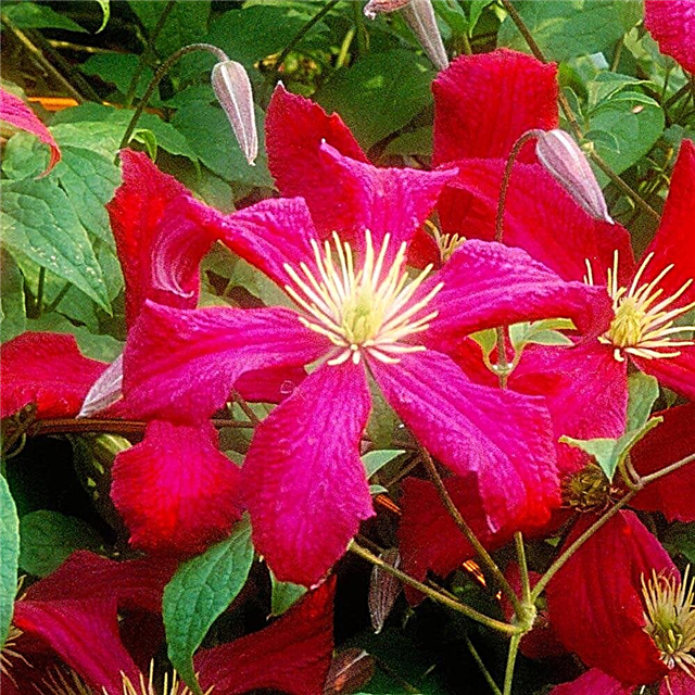 Clematis Madame Julia Correvon - how to care for a plant