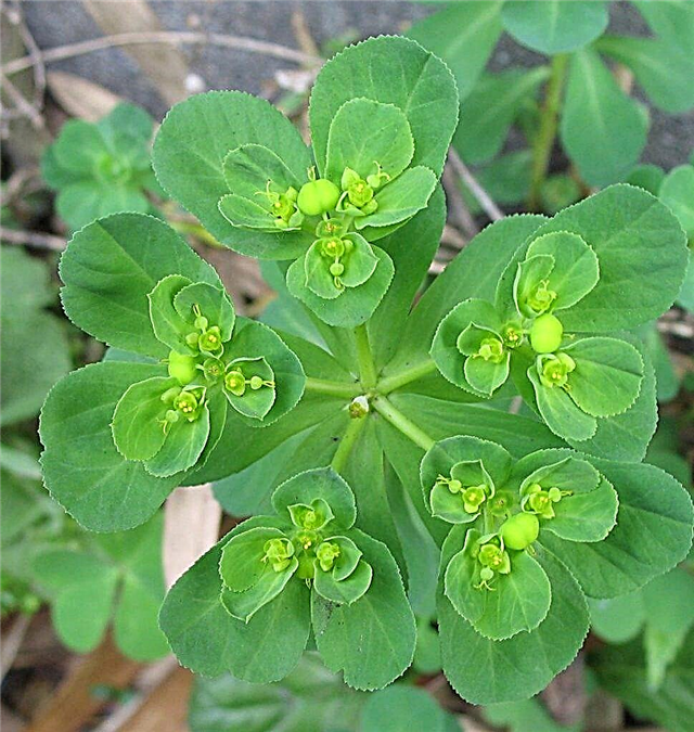 Euphorbia (Euphorbia) - a fajták leírása