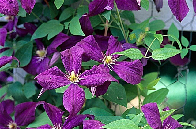 Clematis Polish Spirit - growing conditions
