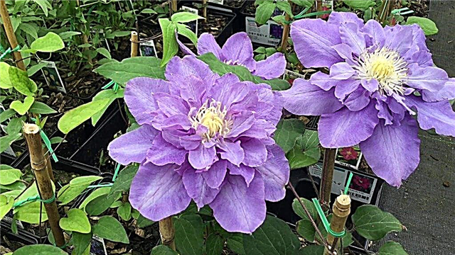 Clematis Vivian Pennel - purple accents in the garden