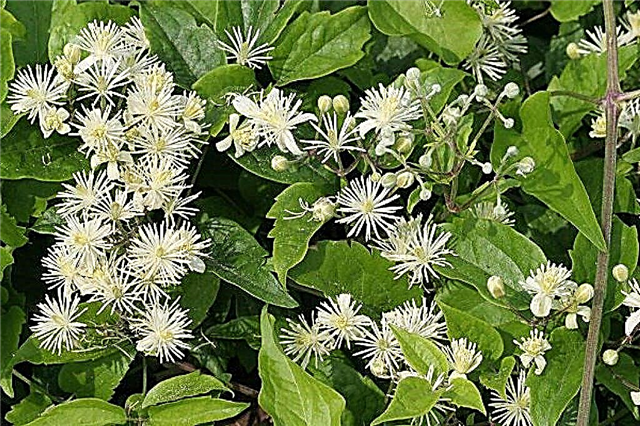 Clematis Grape-leaved - plant features