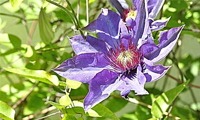 Shelter of clematis for the winter - rules and terms