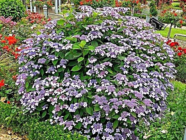 Hydrangea rough Sargent: cómo cultivar un arbusto ornamental