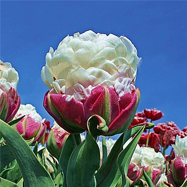 Tulip Ice Cream - características de cultivo