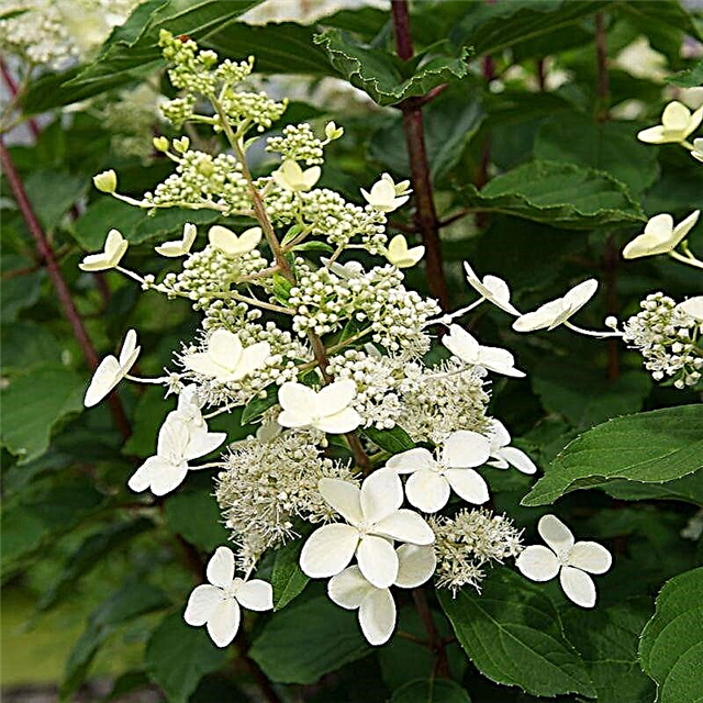 Lacy Hydrangea Big Ben - the subtleties of growing and care