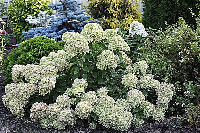 Hydrangea paniculata Little Lime - planting and care