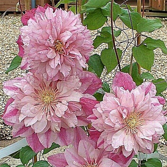 Clematis Innocent Blush - general characteristics of the variety