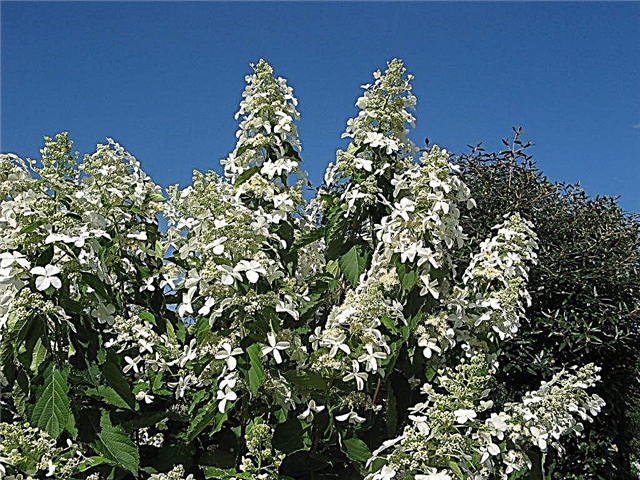 Hortensia de panícula de Levana: consejos para el cuidado de jardineros experimentados