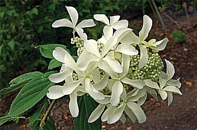 Hydrangea Great Star - care features