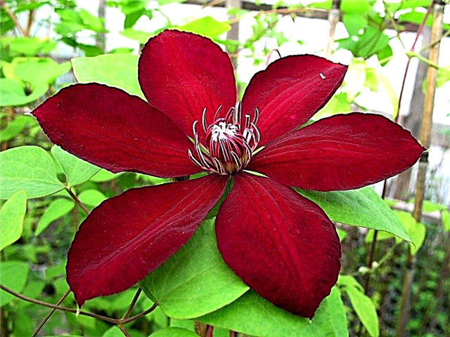 Clematis Westerplatte - important information about the variety