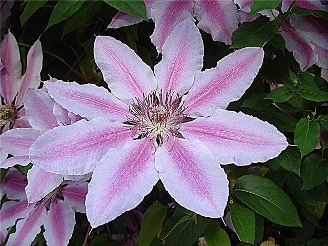 Clematis Nelly Moser - hoe goed te groeien
