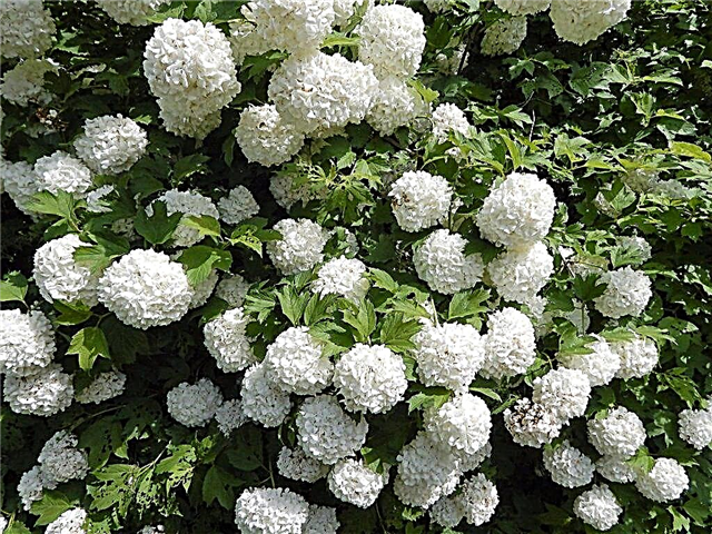 Hydrangea Annabelle - Planting, Care and Reproduction Guide