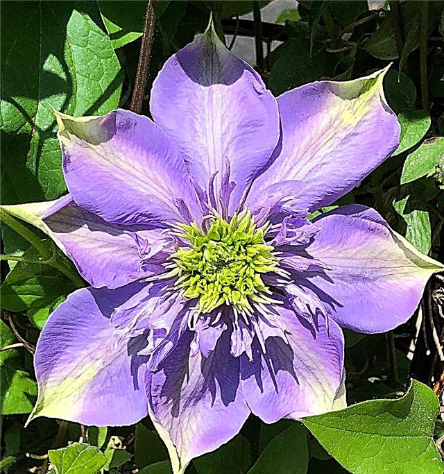 Clematis Blue Light - planting and care