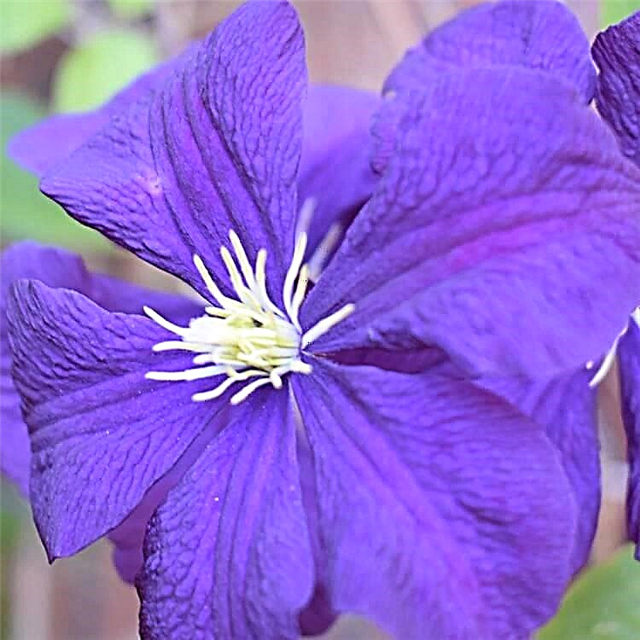 Clematis Etual Violette - plantación y cuidado