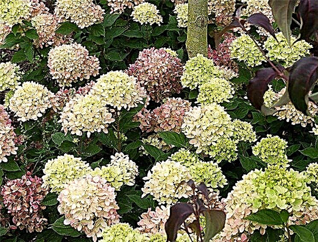 Hydrangea paniculata Pastel Green - funktioner i odling