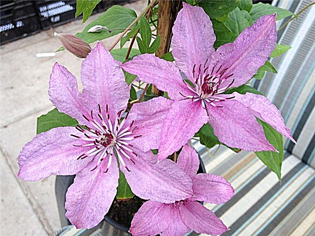 Clematis Hegley Hybrid - variety description and cultivation features