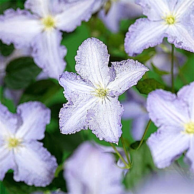 Clematis Blekitney Aniol - general information about the variety
