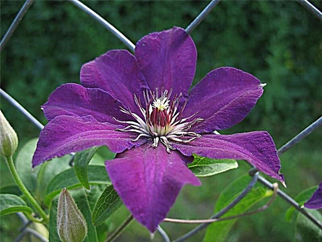 Clematis Stasik - planting and care