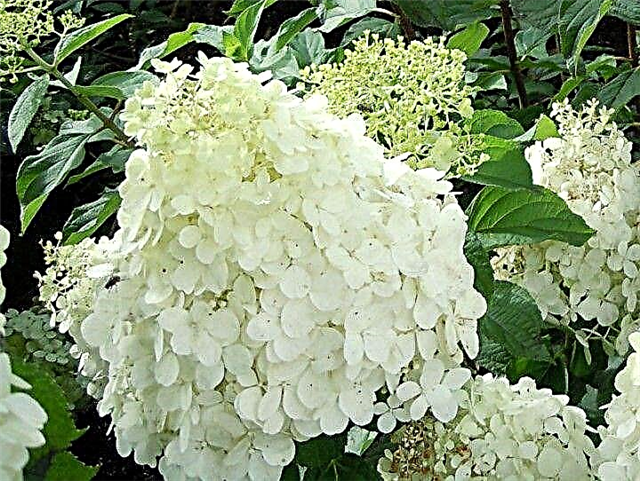 Hydrangea paniculata Polar bear - features of care and reproduction