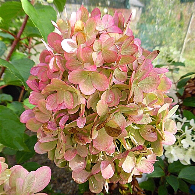 Panicle hydrangea Magic Candle - useful information about the variety