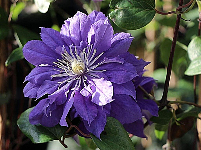 Description, rules for planting and caring for clematis kiri te ditch