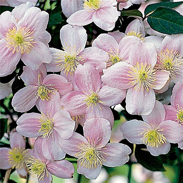 Clematis mountain Rubens - planting and care rules