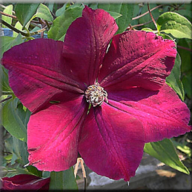 Clematis Cardinal Rouge - a detailed description of the variety