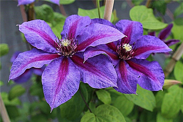 Clematis Mrs Thompson - how to grow a variety