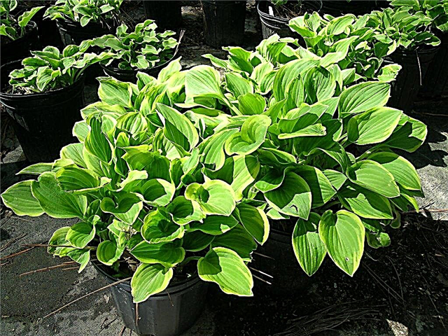 Hosta Golden Tiara - une plante élégante pour le jardin