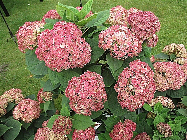 Tree hydrangea Magic Pinkerbell - how to care for a shrub