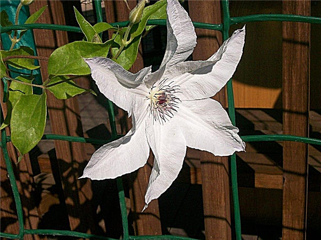 Clematis Beauty Bride - full characteristic of the variety