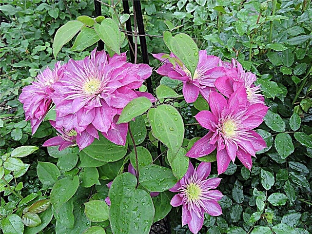 Cea mai neobișnuită varietate de clematis cu flori mari Kaiser