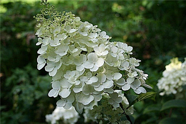 Secrets de la culture de l'hortensia Silver Dollar - de la plantation à la floraison abondante