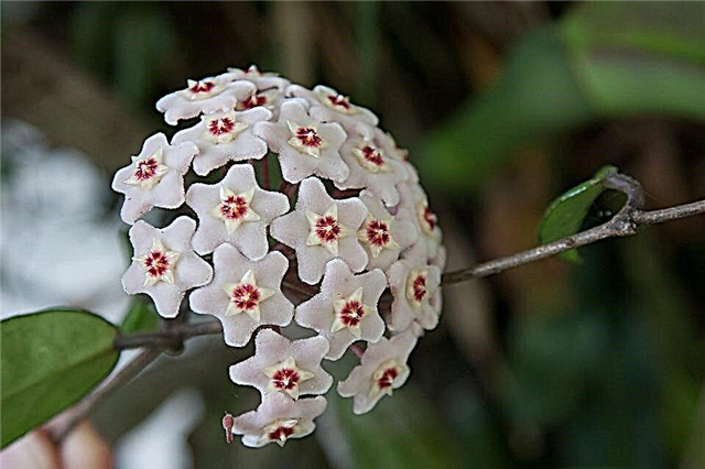 Hoya Tricolor - wie man reichlich Blüten pflegt