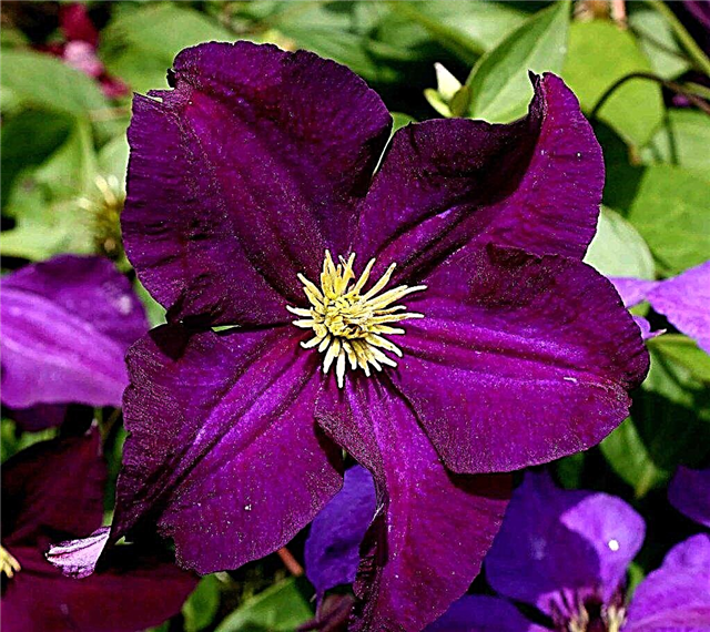 Clematis Viola هي مجموعة متنوعة مشرقة وشعبية