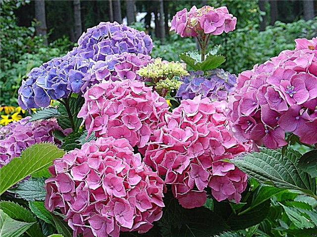Bouquet de roses d'hortensias - Comment faire pousser une plante magnifique