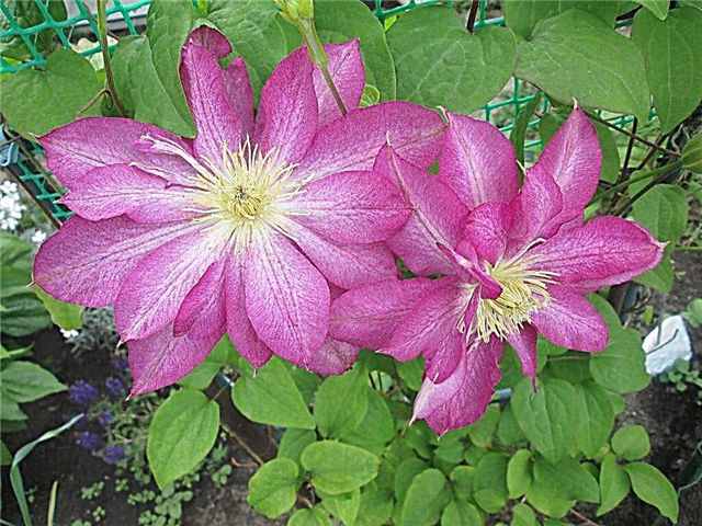 Clematis Asao - growing conditions
