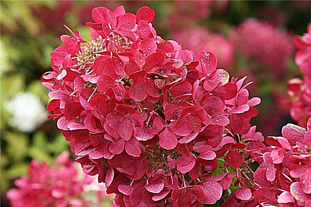 Hydrangea paniculata Mega Mindy - burgunderfarbene Pracht im Garten