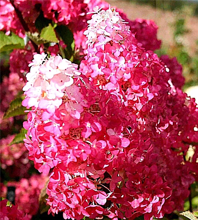 Hortensia de panícula de carro - secretos de floración abundante y larga