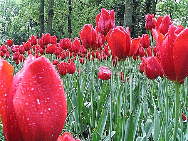 Tulip Lalibela - a bright and beautiful variety