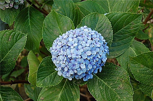 How to dry hydrangea correctly - tips and rules
