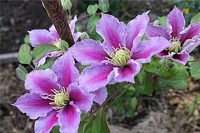 Clematis Piilu - a detailed description of the variety
